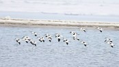 37 bird species spotted in Rajshahi Padma riverbeds