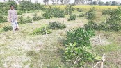 63-bigha orchard flattened overnight