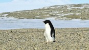 Thousands of penguin chicks starve in Antarctica