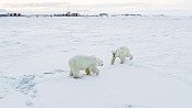 Arctic ice sees 56 polar bears descend on Russian village 
