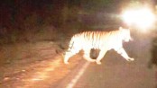 Bengal tiger ‘spotted’ in Sylhet