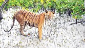 Bengal tigers could vanish from one of their final strongholds