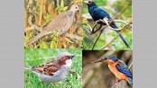 Loss of habitat making birds extinct in Rajshahi