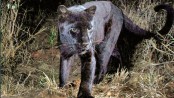 Black Panther spotted in Africa for the first time in 100 years