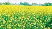 Mustard, a ‘yellow gold’ for Benapole farmers