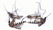 Chinese scientists 
cut local numbers 
of dangerous 
mosquito by 94 percent 
