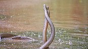 Enthralling Dance of Rat Snakes