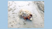 Dead turtles washed ashore on Kuakata beach