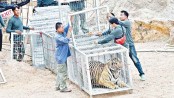 Dozens of tigers die in Thai cages