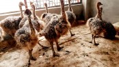 Emu project in Khulna draws people’s attention