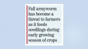 Steps taken to control ‘fall armyworm’ in maize fields