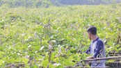 Farmers show interest in beans cultivation 