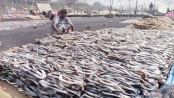 Fish farming adds 3.57pc to GDP