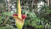 Lots of corpse flowers bloomed in 2016 and nobody knows why