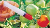 How safe are GM crops?