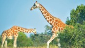 Giraffes ‘threatened with extinction’