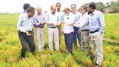 Good lentil yield expected in Rajshahi