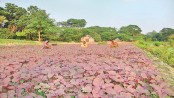 Farmers profit from red amaranth