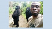 Gorillas pose for selfie