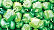 Green pepper being exported to Middle East countries