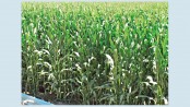 Growers eye bumper maize yield 