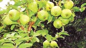 Guava farming delights many farmers 