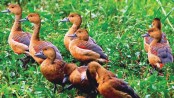 Guest birds start arriving in Rangpur 