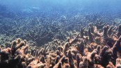 Heatwaves kill coral reefs far faster than thought: Study