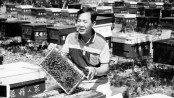 Taiwan beekeepers battle to cash in on pure honey buzz