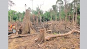 Illegal logging must stop
