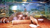 Indoor zoos and pet cafes 
emerging in Kunming
