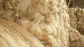 Jute harvesting goes on in Rajshahi division