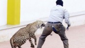 Can we learn to live with leopards?