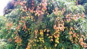 Bumper yield cheers Sunamganj litchi growers