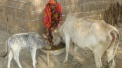 Livestock sector 
needs care