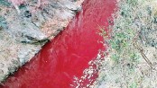 Mass pig slaughter stains Korean river red
