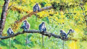 China’s largest group of leaf monkeys discovered in Yunnan