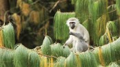 Female monkeys use wile to rally troops