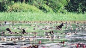 More winged guests arrive at JU this year