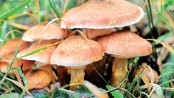 Mushroom farming makes physically challenged man successful