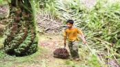 NGO attacks Pepsi’s palm oil sourcing and links to deforestation, human rights abuses