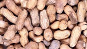 New treatment could 
be breakthrough 
against peanut allergy
