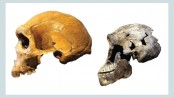 Amazing haul of ancient human finds unveiled
