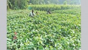 Rajshahi farmers eye bumper sweet potato yield