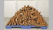 PRAN to export cassava to NZ
