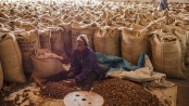 Congolese cocoa waits for peace to pursue sweet future