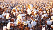 India�s cotton exports to rise as 
Bangladesh takes China�s place
