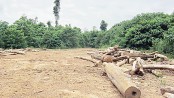 No let-up in deforestation 