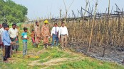 Four betel leaf orchards gutted by fire