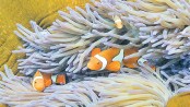 Global marine populations slashed by half since 1970 